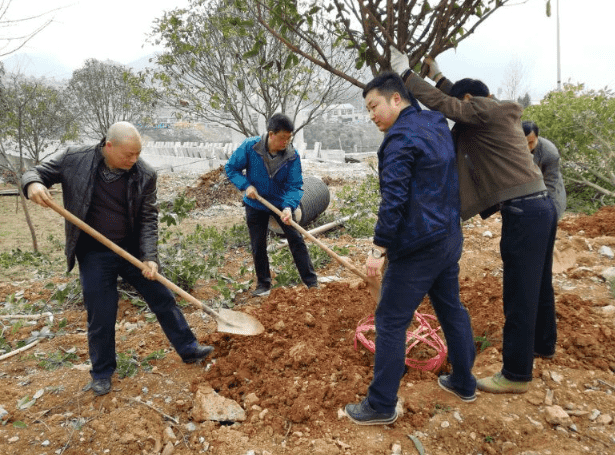 市水投公司机关支部开展植树活动