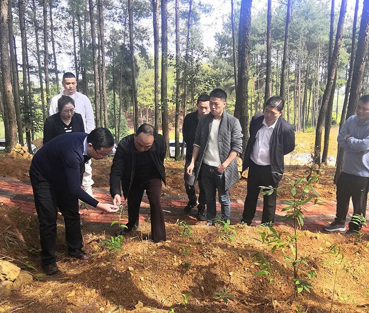 铜仁城交集团党委副书记滕建国赴石阡县国家储备林项目（五期）考察林下黄精种植情况